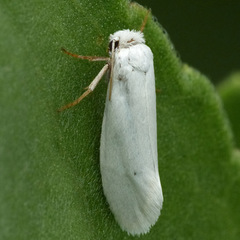 Prodoxidae