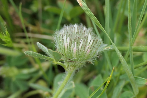 Image of Trifolium cherleri by (c) Rafael Medina, some rights reserved (CC BY)