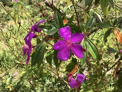 Pleroma semidecandrum