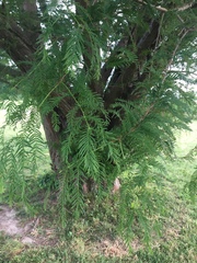 Metasequoia glyptostroboides