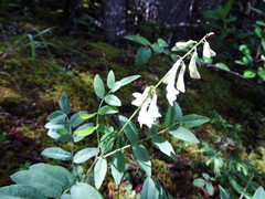 Hedysarum sulphurescens