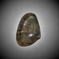 Tellinoidea