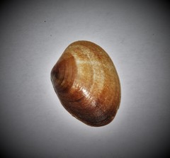 Veneroidea