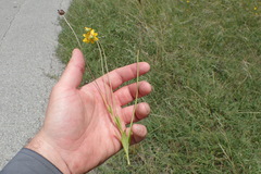 Coreopsis nuecensis