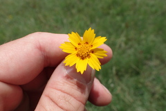 Coreopsis nuecensis
