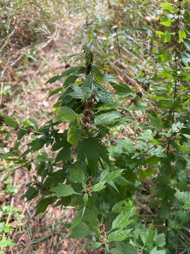 common motherwort