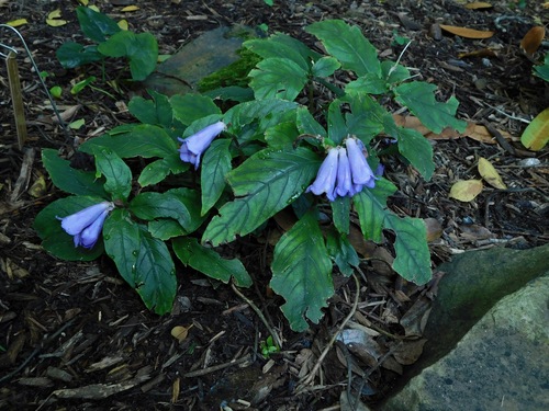 Hemiboea gracilis