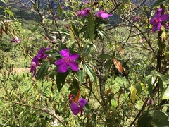 Pleroma semidecandrum