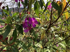 Pleroma semidecandrum