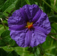 Lycianthes rantonnetii