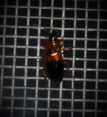 Stenolophus teutonus