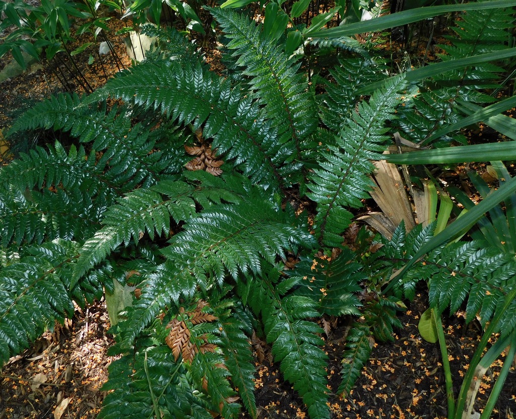 Asian saber fern