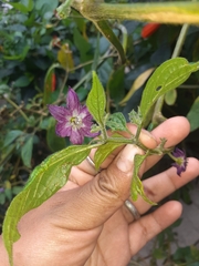 © GIANELLA CURASCO HUAMAN, some rights reserved (CC-BY-NC)