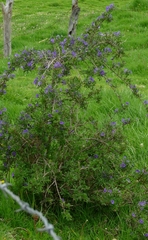 Lycianthes rantonnetii