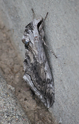 Five-spotted Hawk Moth