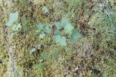 Ribes hudsonianum