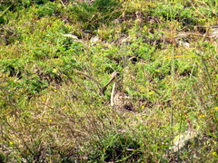 Gallinago paraguaiae