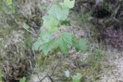 Ribes hudsonianum
