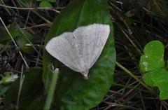 Zanclognatha pedipilalis