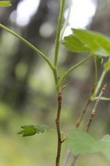 Ribes hudsonianum
