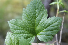 Ribes hudsonianum