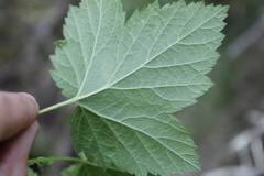 Ribes hudsonianum