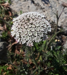 Daucus carota hispanicus