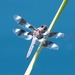 蜻蜓科 - Photo (c) Eugene Zelenko，保留部份權利CC BY-SA