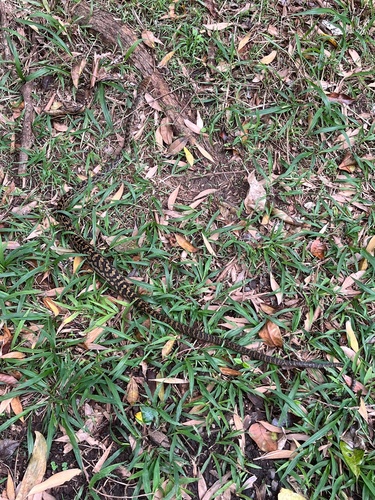 Australian Scrub Python sighting
