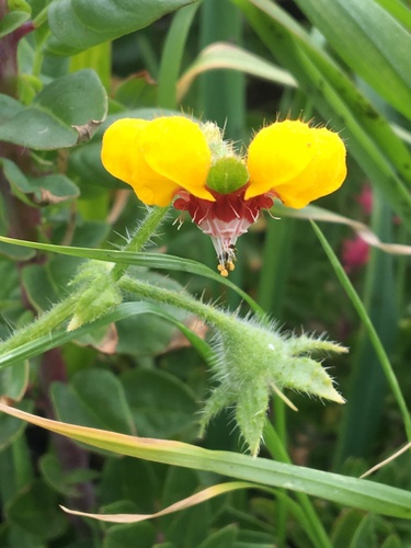 Loasa tricolor (Loasa tricolor)