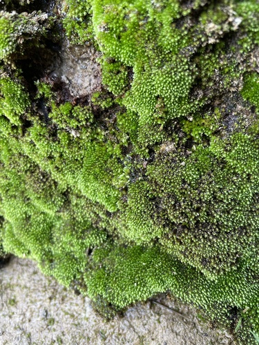 Ochiobryum blandum, 2024-09-21
