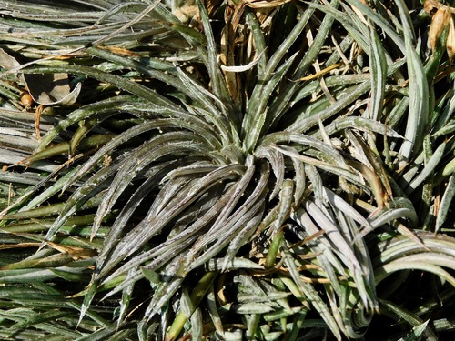 Dyckia choristaminea