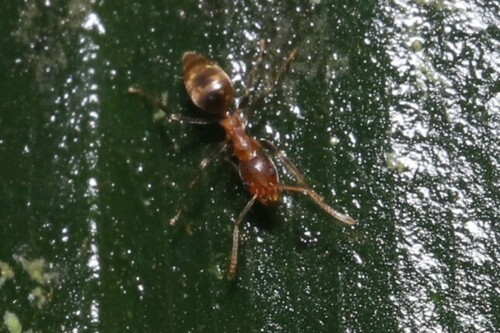 Technomyrmex fulvusTechnomyrmex fulvus