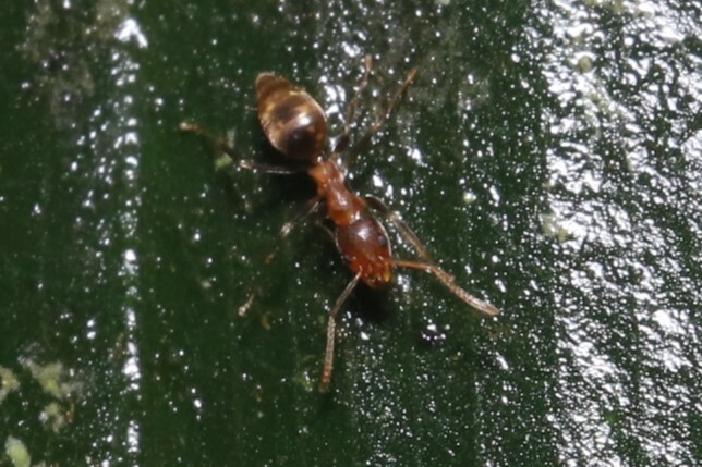 Technomyrmex fulvus