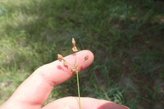 Fimbristylis puberula