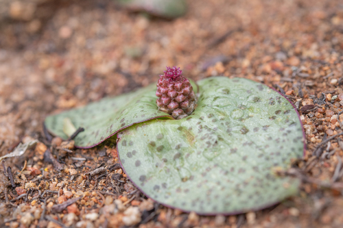 Lachenalia carnosa
