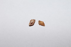 Aplus dorbignyi
