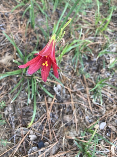 Image of Zephyranthes bifida by no rights reserved