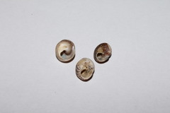 Steromphala racketti