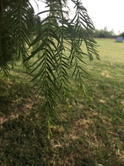 Metasequoia glyptostroboides