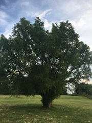 Metasequoia glyptostroboides
