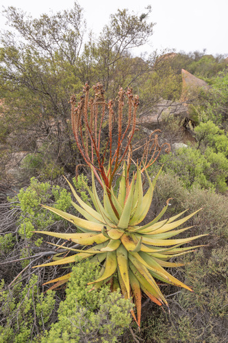 Khamiesberg aloe (Aloe khamiesensis)