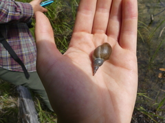 Lymnaea