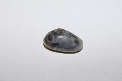 Tellinoidea