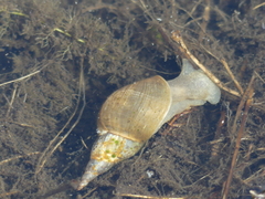 Lymnaea