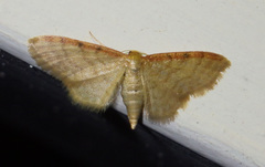Idaea humiliata