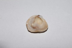 Pseudochama gryphina