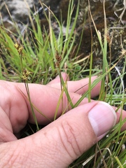 Carex umbellata