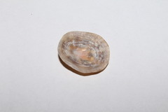 Patella ulyssiponensis