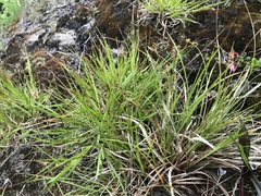 Carex umbellata